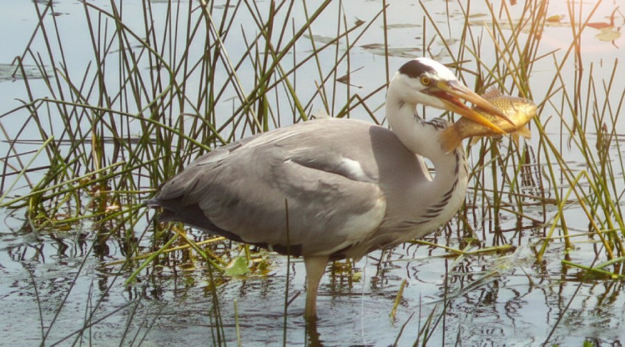 ornithologie marais de goulaine